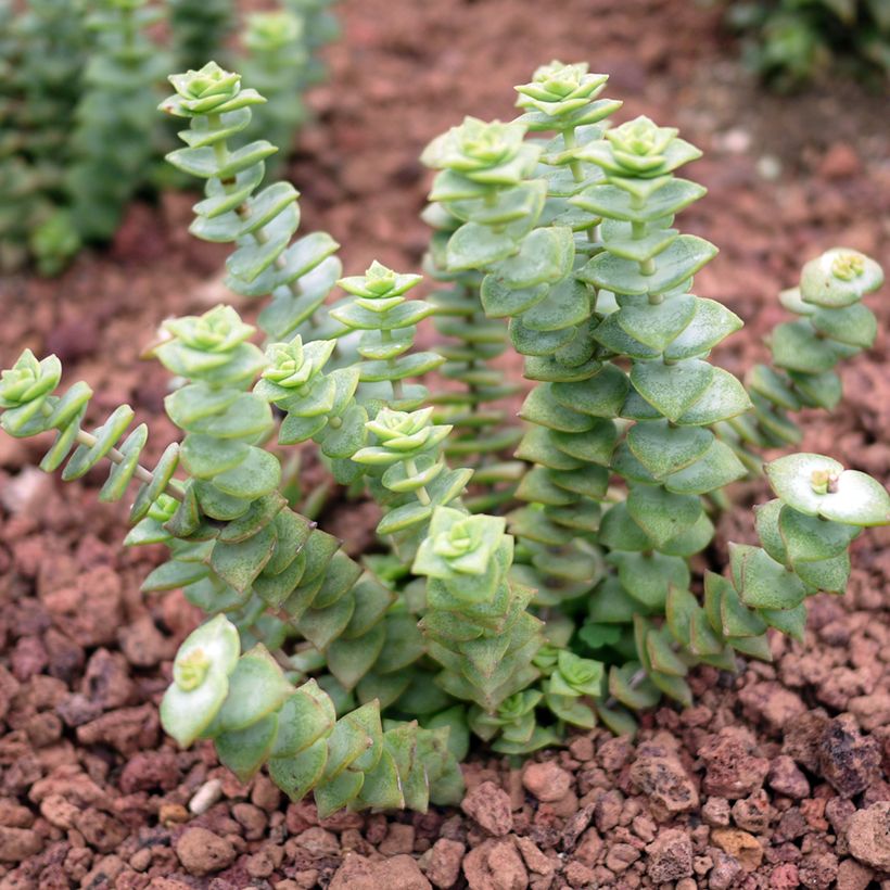 Crassula perforata - Luipaardplant (Groeiplaats)