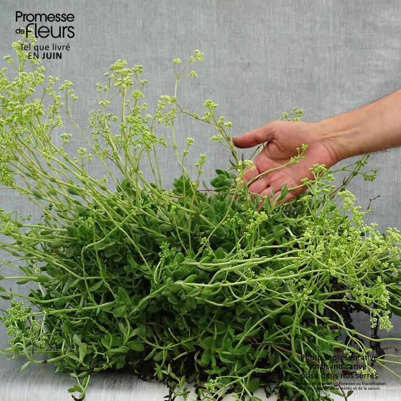 Exemplaar van Crassula radicans Small Red - Rode vetkruid Pot van 2 l/3 l zoals geleverd in de zomer