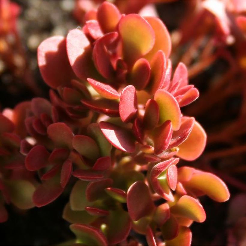 Crassula radicans Small Red - Rode vetkruid (Blad)