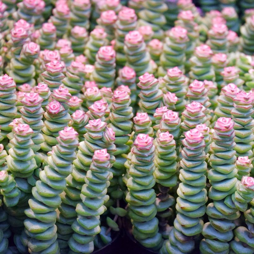 Crassula rupestris subsp. marnieriana (Blad)