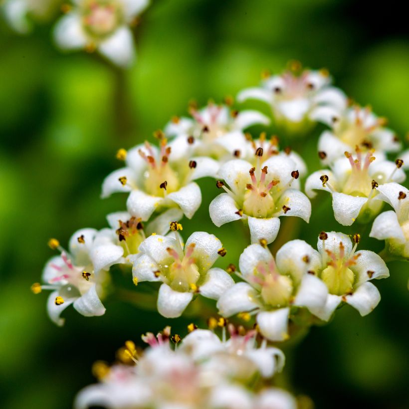 Crassula rupestris subsp. marnieriana (Bloei)