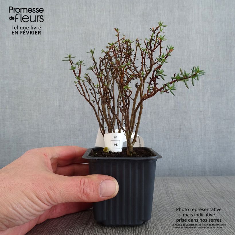 Example of Crassula sarcocaulis - Bonsai Kweekpotje van 8/9 cm as you get in hiver
