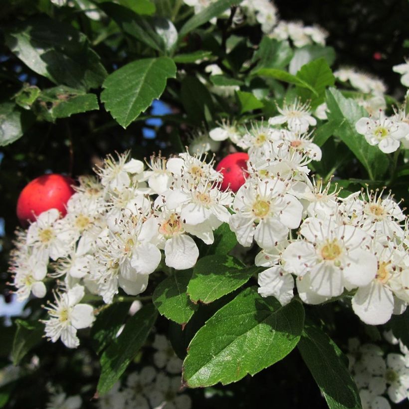 Crataegus grignonensis - Meidoorn (Flowering)