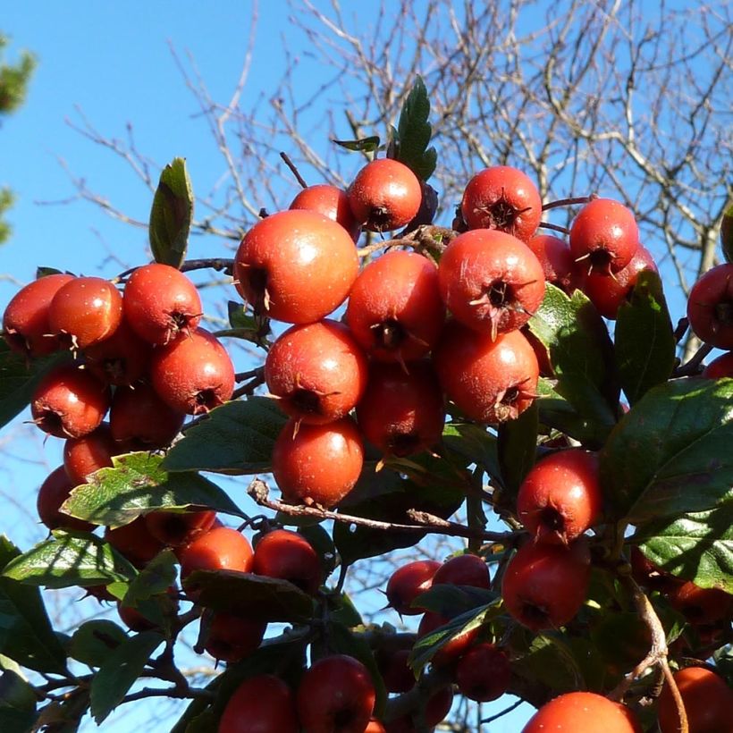 Crataegus grignonensis - Meidoorn (Harvest)