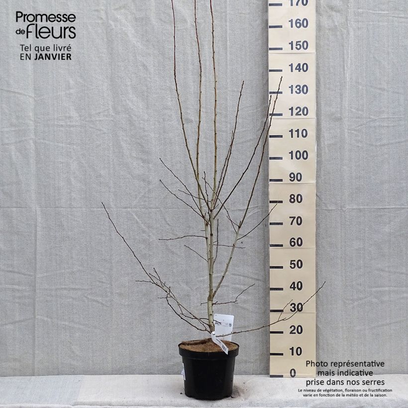 Example of Crataegus grignonensis - Aubépine de Grignon Pot van 7,5 l/10 l as you get in hiver