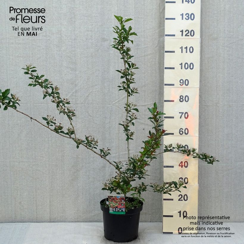 Exemplaar van Crataegus grignonensis - Meidoorn Pot van 7,5 l/10 l zoals geleverd in de lente