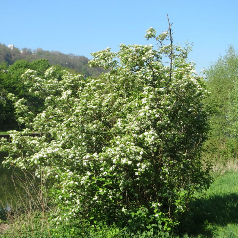 Crataegus laevigata - Tweestijlige meidoorn (Plant habit)