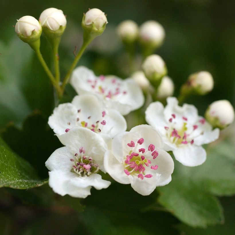 Crataegus laevigata - Tweestijlige meidoorn (Flowering)