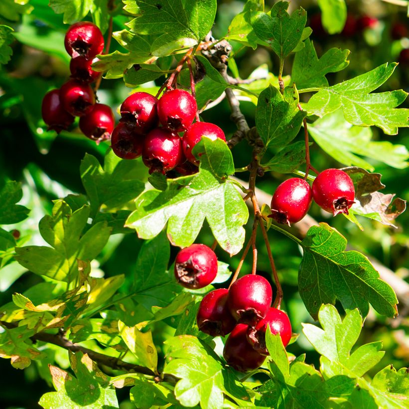 Crataegus laevigata - Tweestijlige meidoorn (Harvest)
