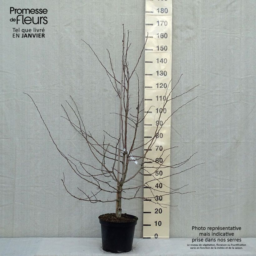 Example of Crataegus laevigata Rosea Flore Pleno - Aubépine Pot van 7,5 l/10 l as you get in hiver