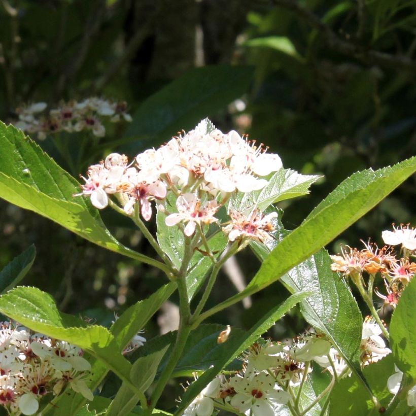 Crataegus lavallei Carrierei - Bastaard hanespoordoorn (Flowering)