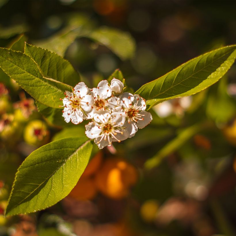 Crataegus mexicana - Mexicaanse meidoorn (Bloei)