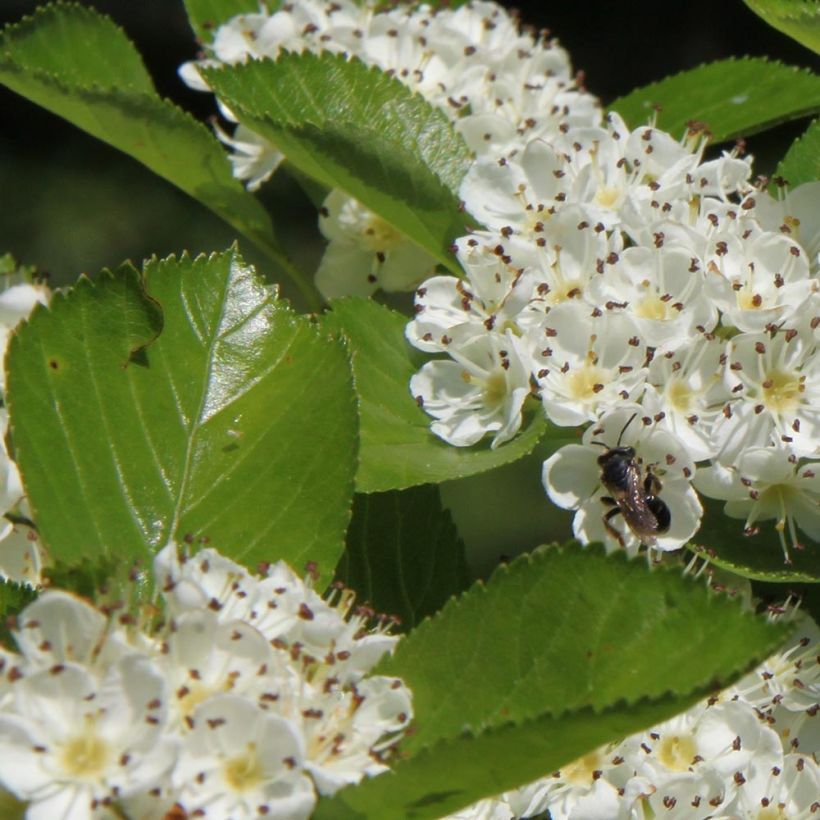Crataegus prunifolia Splendens - Pruimbladige meidoorn (Foliage)