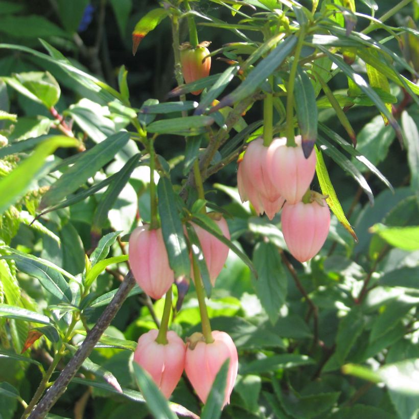 Crinodendron hookerianum Ada Hoffman - Chileense lantaarnboom (Flowering)