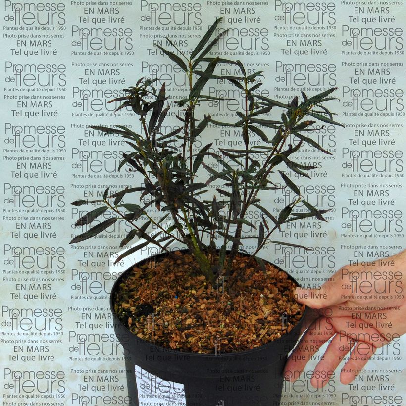 Example of Crinodendron hookerianum Ada Hoffman - Arbre aux lanternes Pot van 4 l/5 l as you get