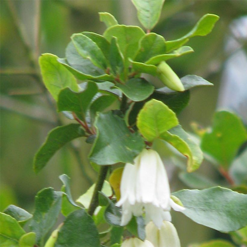 Crinodendron patagua - Chileense lantaarnboom (Foliage)