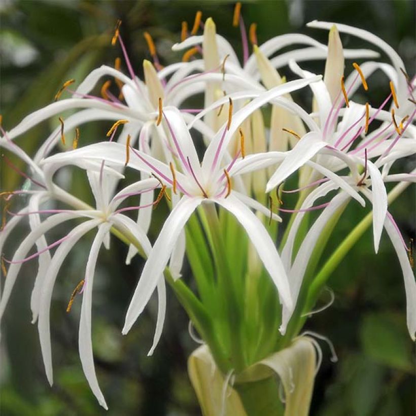 Crinum asiaticum - Haaklelie (Flowering)