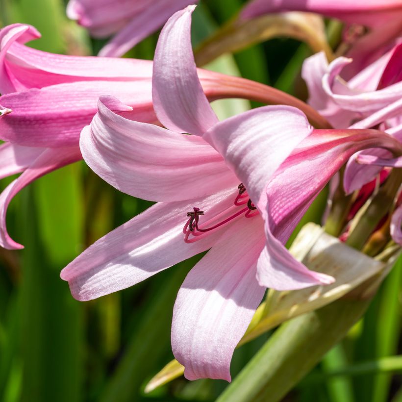 Crinum powellii Rosea - Haaklelie roze (Bloei)