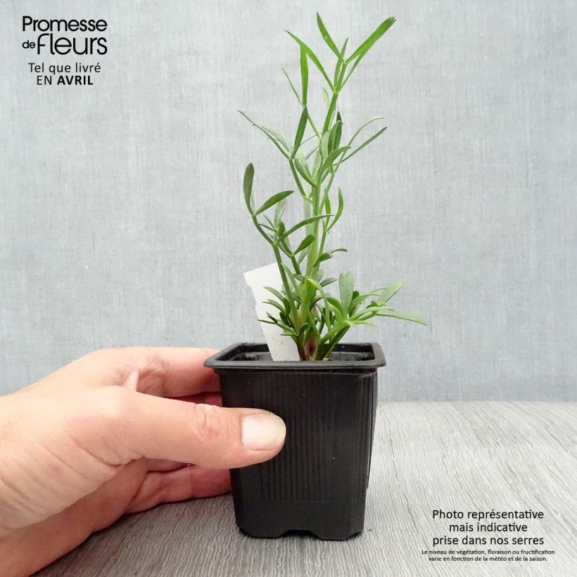 Exemplaar van Crithmum maritimum - Zeevenkel Kweekpotje van 8/9 cm zoals geleverd in de lente