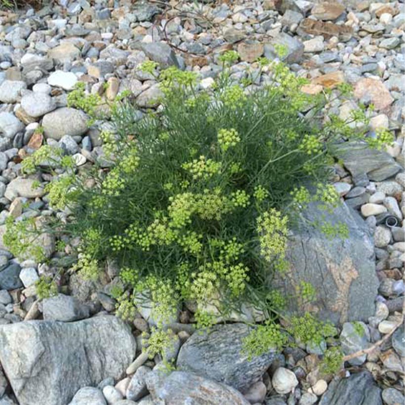 Crithmum maritimum - Zeevenkel (Plant habit)