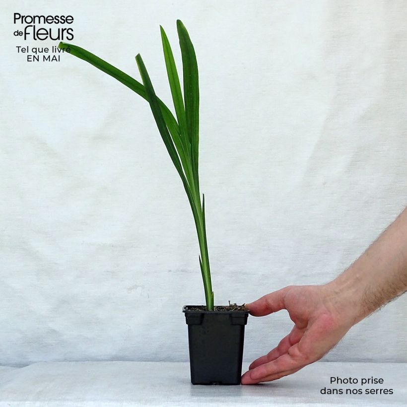 Exemplaar van Crocosmia crocosmiiflora Carmine Brillant - Montbretia Kweekpotje van 7/8 cm zoals geleverd in de lente