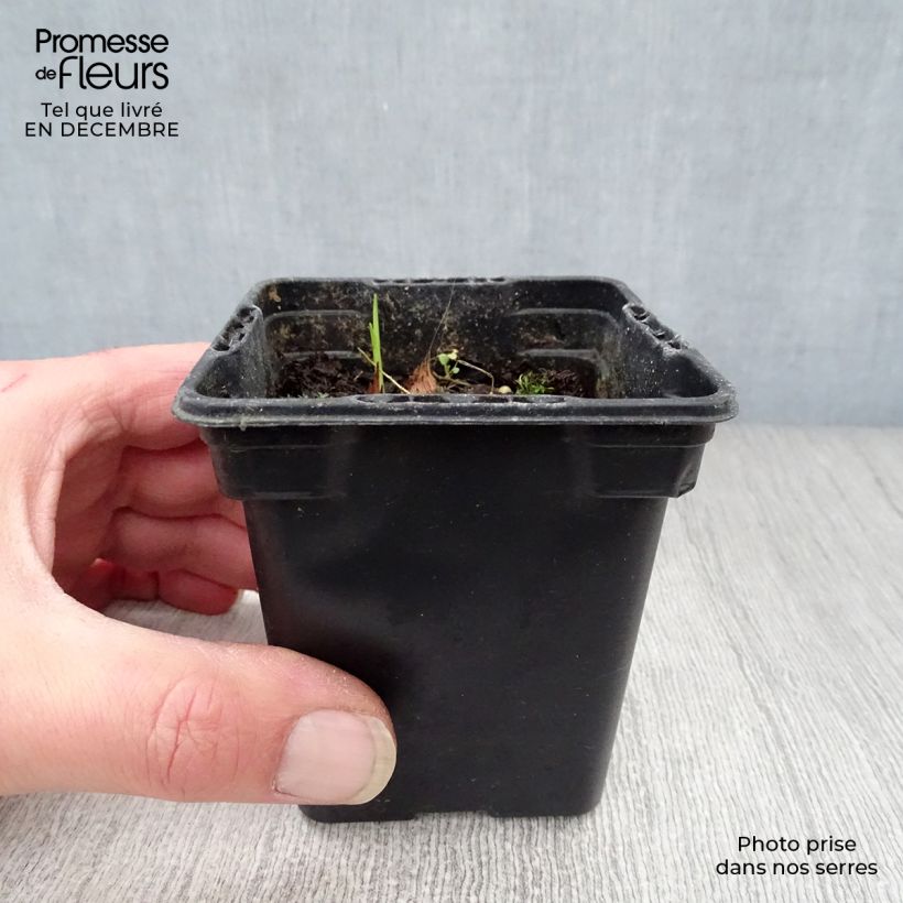 Example of Crocosmia Carmine Brillant - Montbretia Kweekpotje van 7/8 cm as you get in hiver