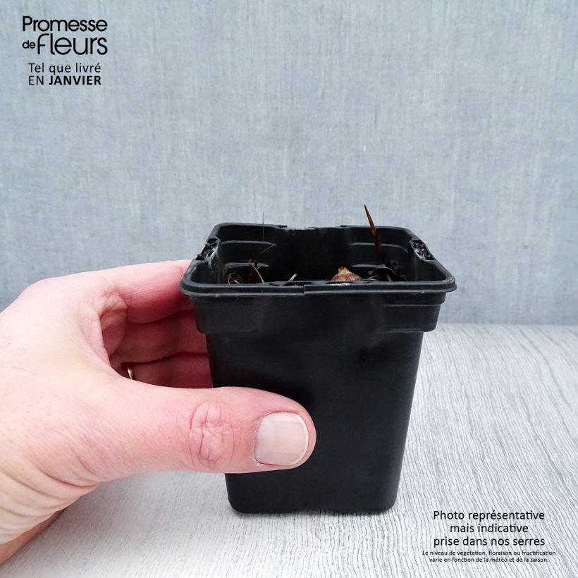 Example of Crocosmia George Davison - Montbretia jaune orangé Kweekpotje van 7/8 cm as you get in hiver