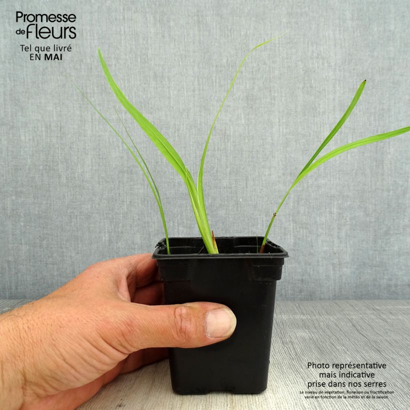 Exemplaar van Crocosmia crocosmiiflora George Davison - Montbretia Kweekpotje van 7/8 cm zoals geleverd in de lente