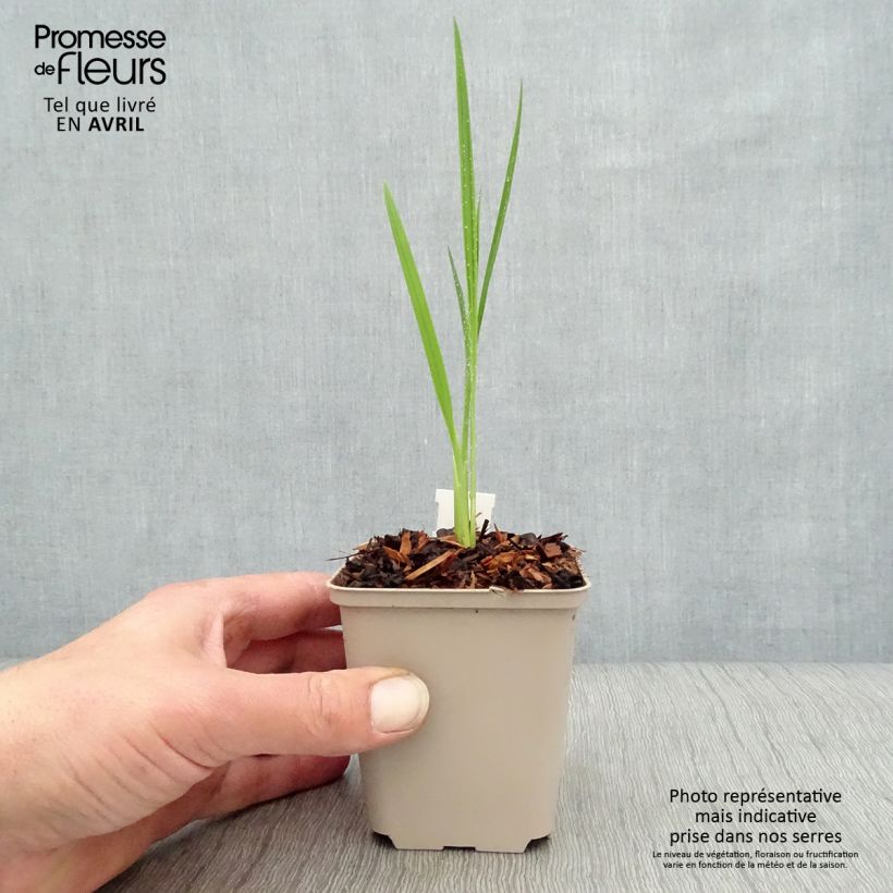 Exemplaar van Crocosmia Hellfire - Montbretia Kweekpotje van 8/9 cm zoals geleverd in de lente