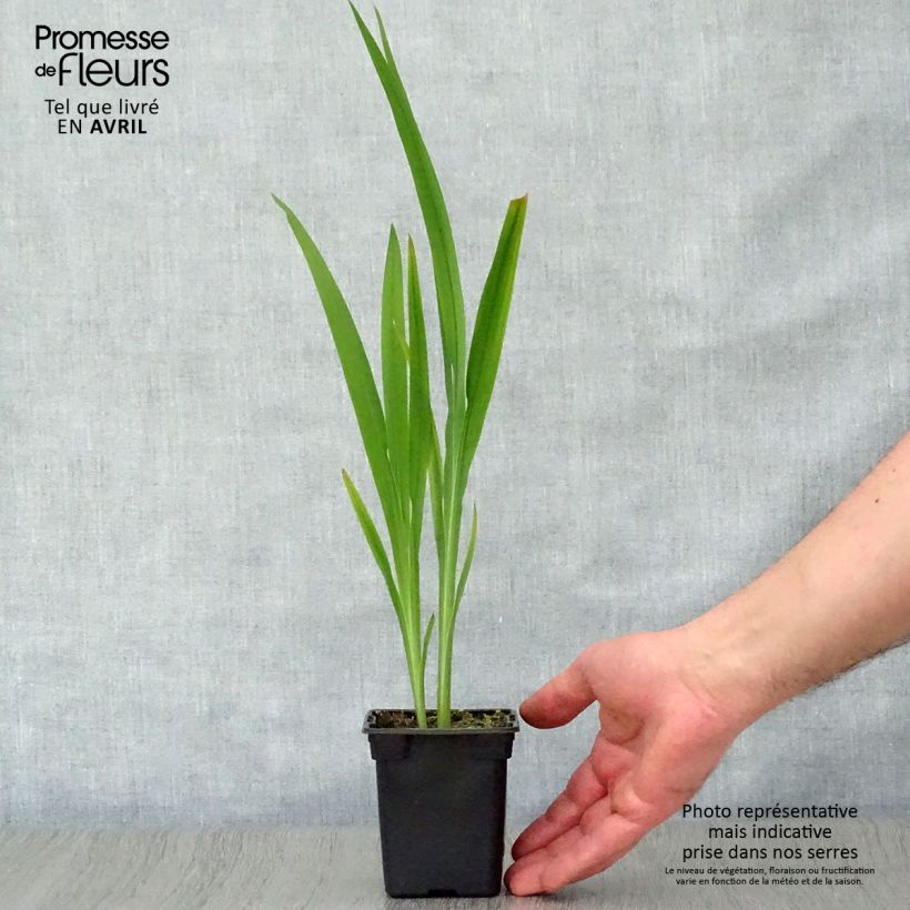 Exemplaar van Crocosmia crocosmiiflora Météore - Montbretia Kweekpotje van 7/8 cm zoals geleverd in de lente