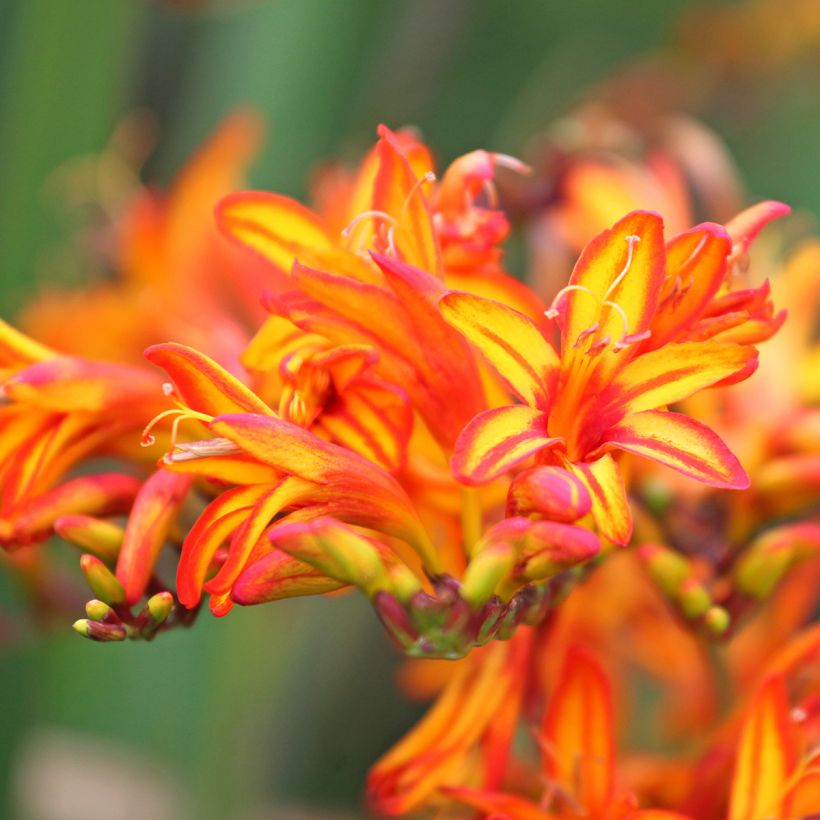 Crocosmia Firestarter - Montbretia (Bloei)