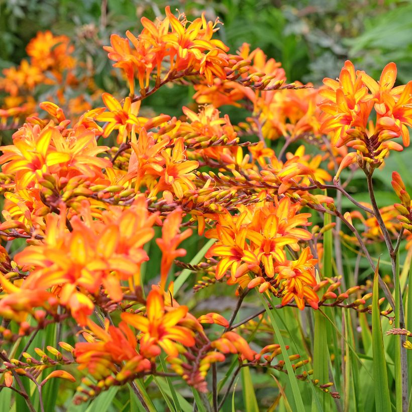 Crocosmia Firestarter - Montbretia (Groeiplaats)