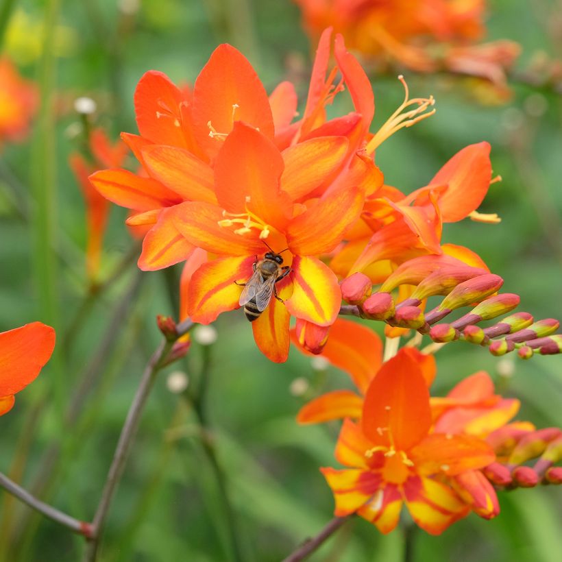 Crocosmia Scorchio - Montbretia (Bloei)