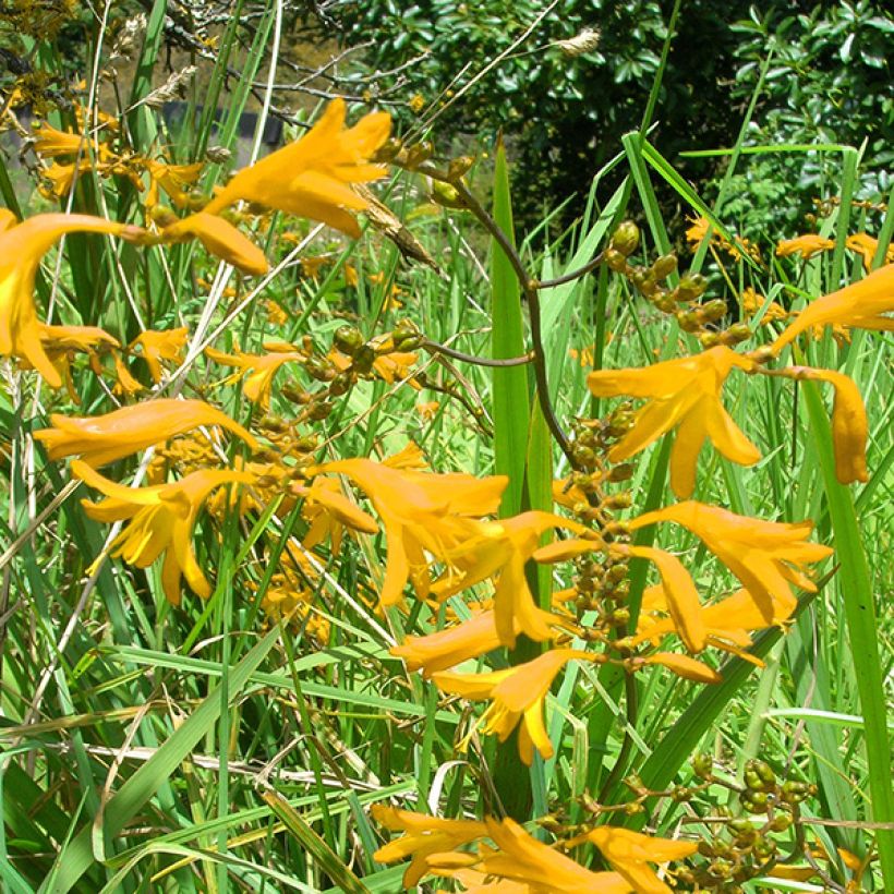 Crocosmia crocosmiiflora Norwich Canary - Montbretia (Bloei)
