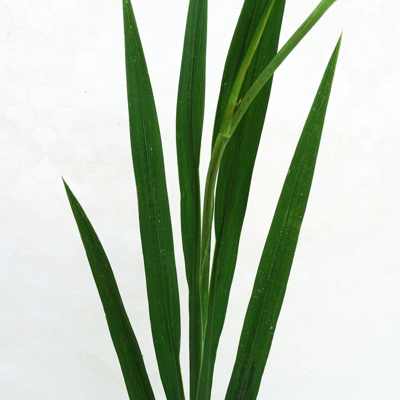 Crocosmia Paul's Best Yellow - Montbretia (Blad)