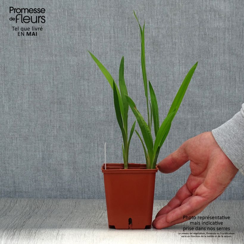 Exemplaar van Crocosmia Star of the East - Montbretia Kweekpotje van 8/9 cm zoals geleverd in de lente