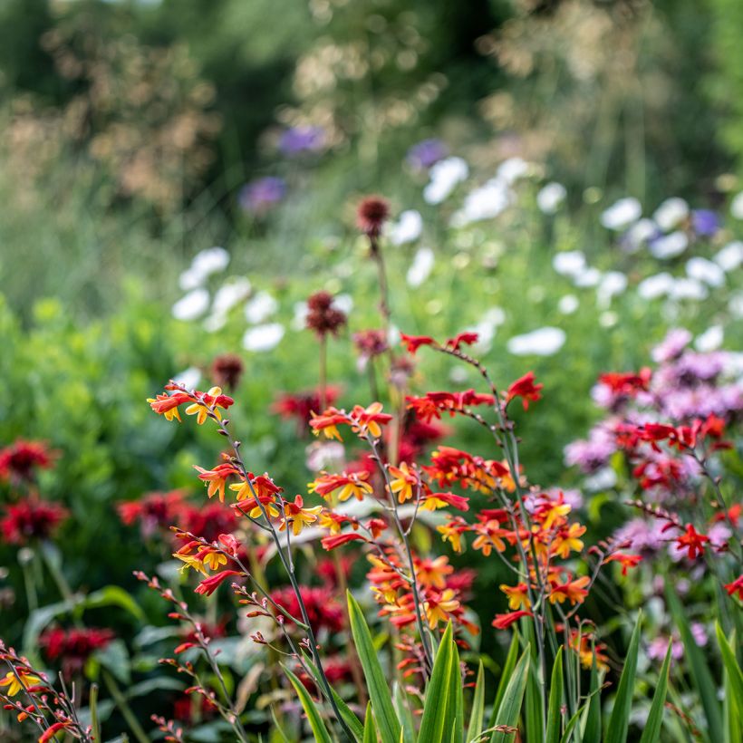 Montbretia Fire King - Crocosmia (Groeiplaats)