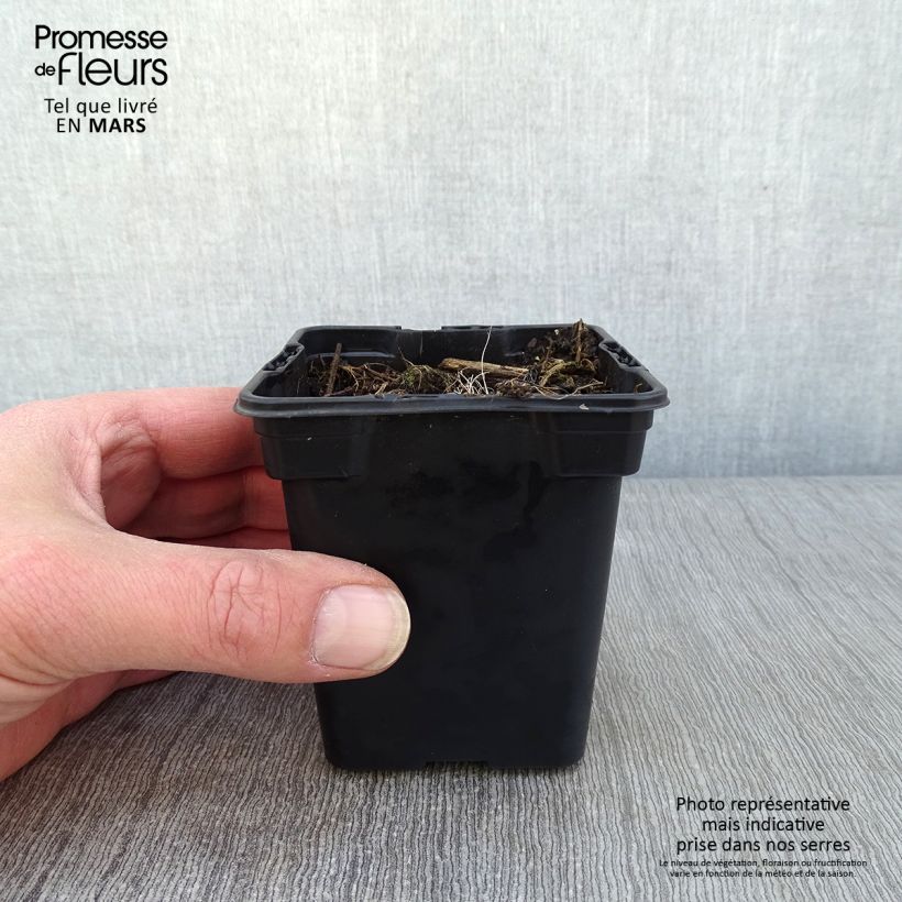 Example of Crocosmia ou montbretia crocosmiflora Emily McKenzie Kweekpotje van 7/8 cm as you get in hiver