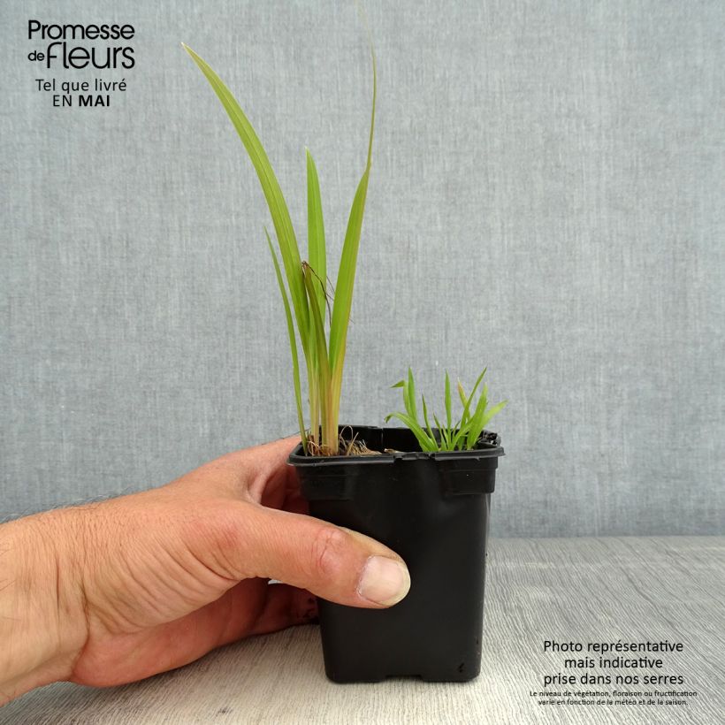 Exemplaar van Crocosmia crocosmiflora Emily McKenzie - Montbretia Kweekpotje van 7/8 cm zoals geleverd in de lente