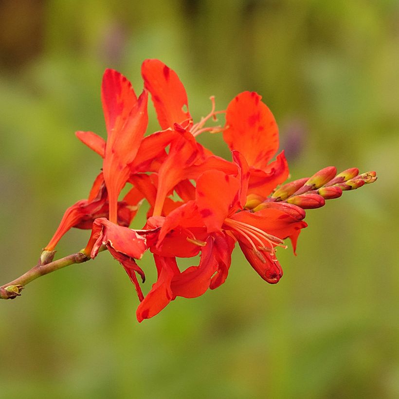 Crocosmia Hellfire - Montbretia (Bloei)
