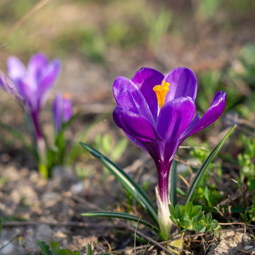 Crocus vernus Flower Record - Hollandse krokus (Groeiplaats)