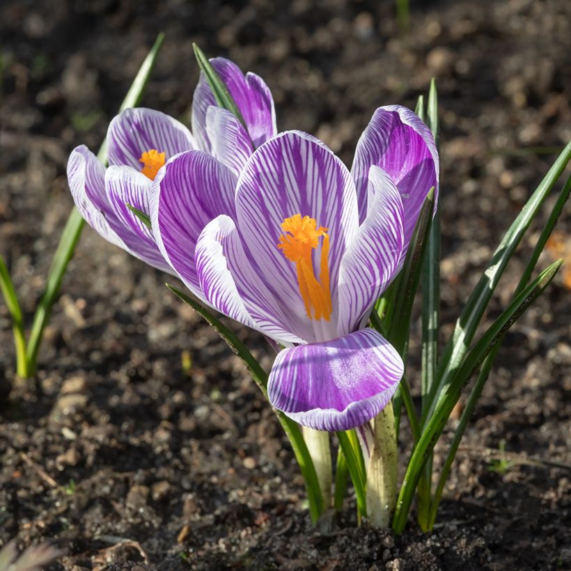 Crocus vernus Pickwick - Hollandse krokus (Bloei)