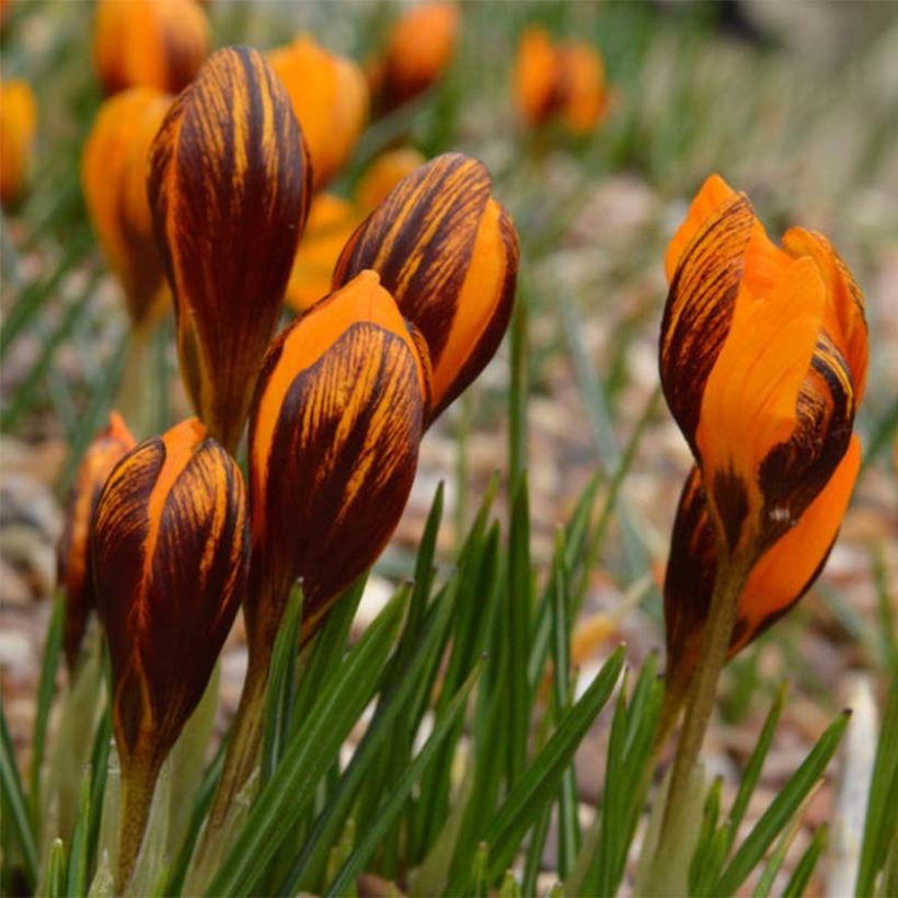 Crocus Orange Monarch - Krokus (Bloei)