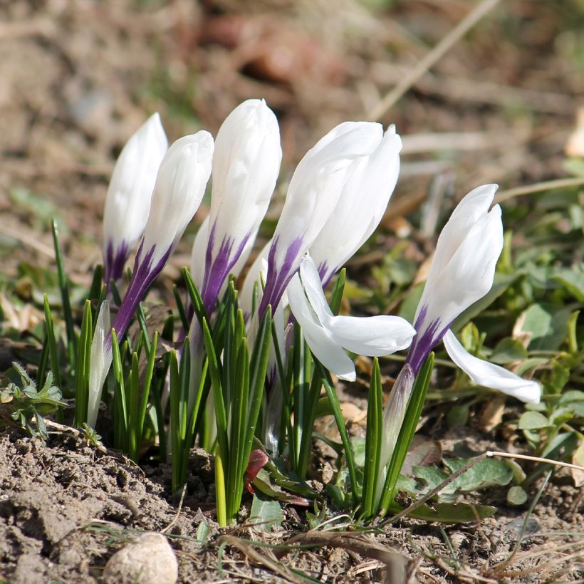 Crocus Silver Coral - Bonte krokus (Groeiplaats)