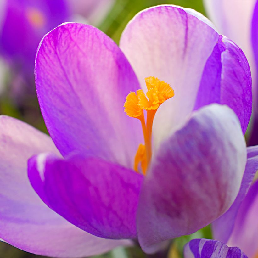 Crocus Vanguard - Hollandse krokus (Bloei)