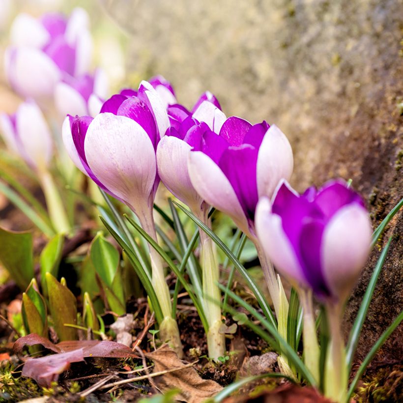 Crocus Yalta - Krokus (Groeiplaats)