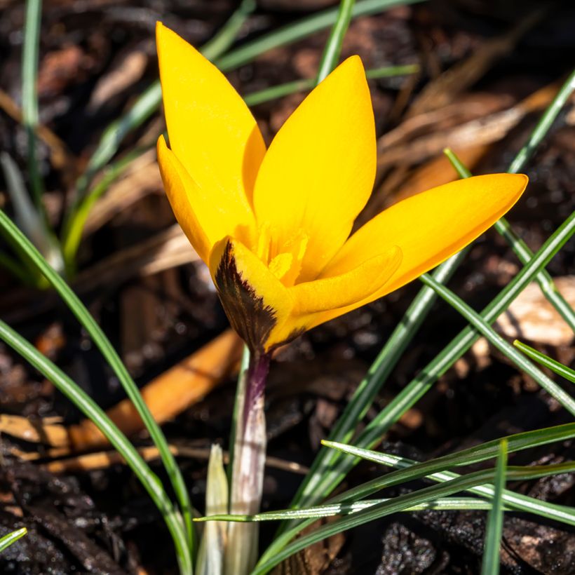 Crocus ancyrensis Golden Bunch - Ankara-krokus (Groeiplaats)