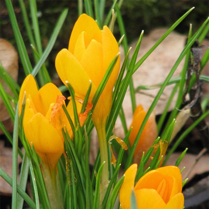 Crocus ancyrensis Golden Bunch - Ankara-krokus (Bloei)