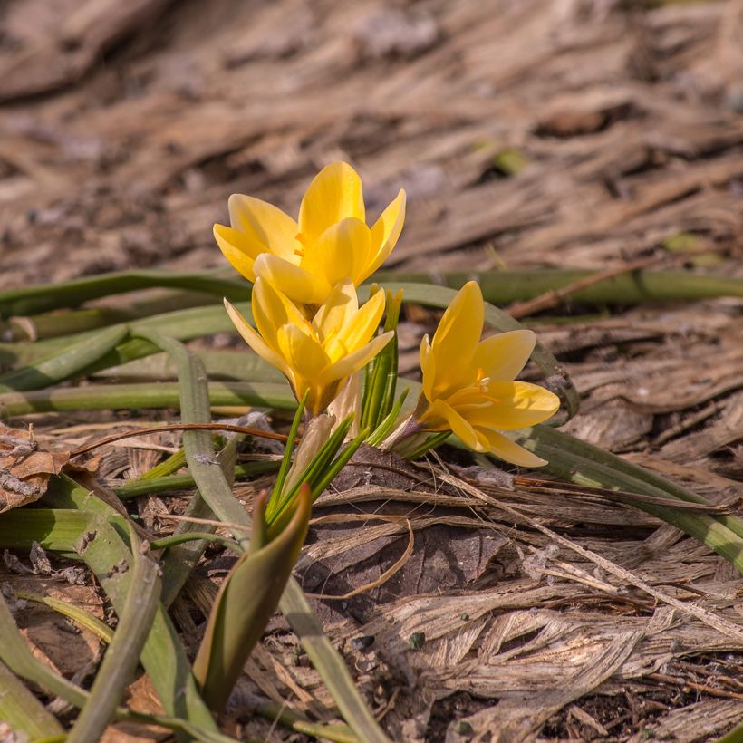 Crocus chrysanthus Advance (Groeiplaats)