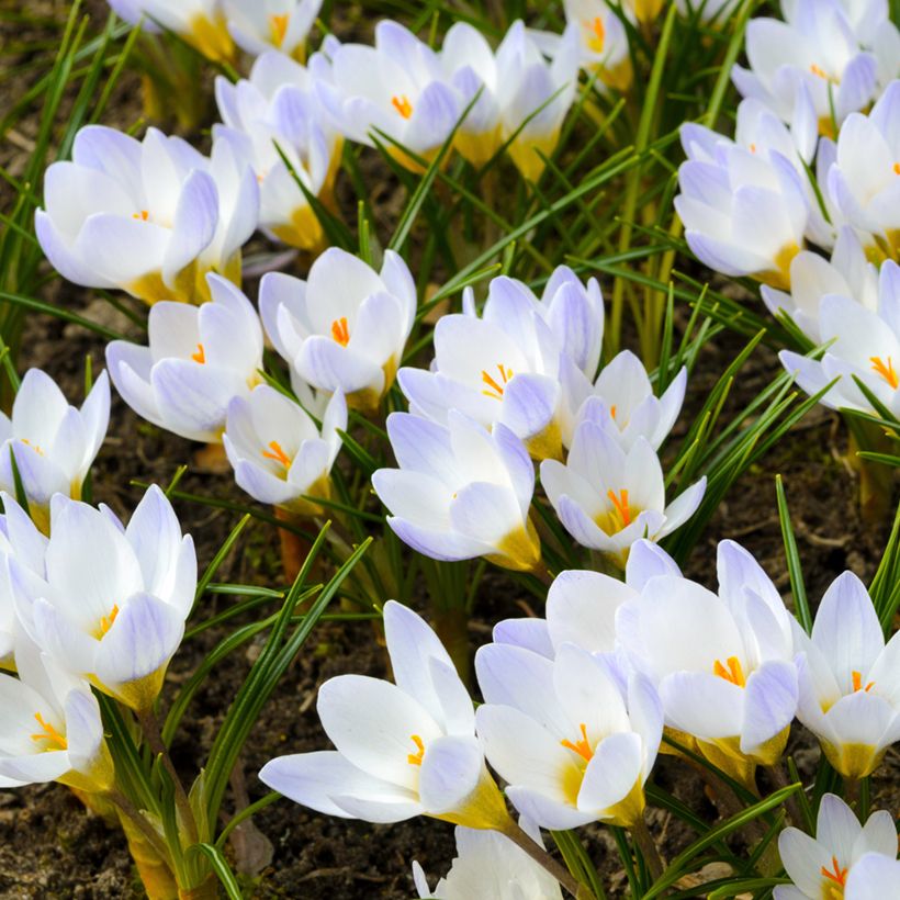 Crocus chrysanthus Blue Pearl - Sneeuwkrokus (Groeiplaats)